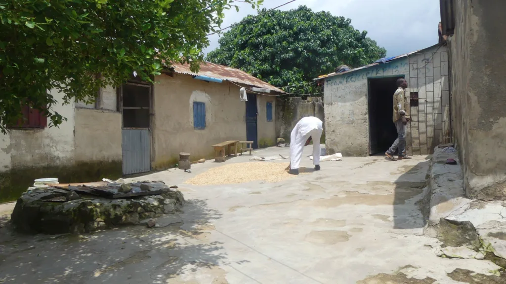In Kpanyi Kpanyi, farmers sun-dry harvested grains on plastic sheets on the ground, risking exposure to rodents