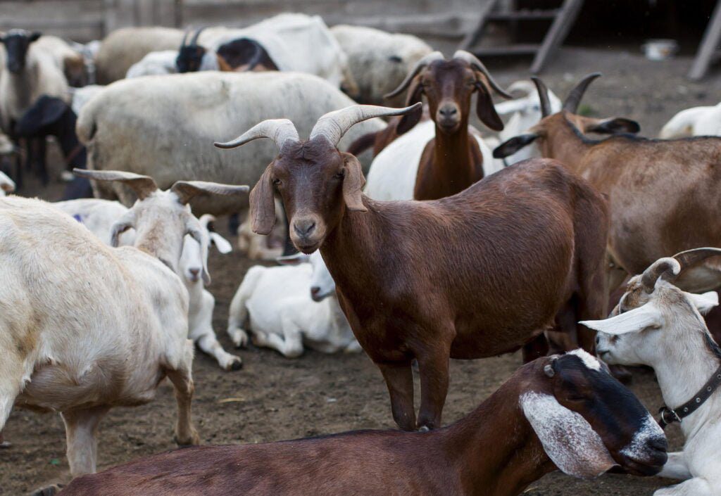farm-with-goats
